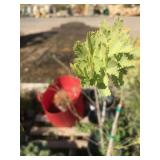 C-Grade Purple Leafed Acacia Five Gallons