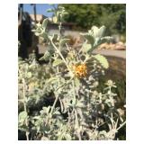 Lot of 5 Gallon Wooly Butterfly Bush