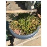 Planted Low Blue Bowl