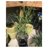 3 Gallon Euphorbia Tender Succulent