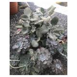 Lot of (3) Beautiful 2 Gallon Succulents