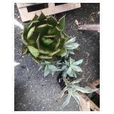 Lot of Rare Agaves