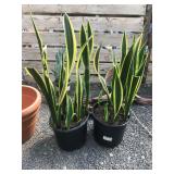 (2) Two Gallon Snake Plants-Indoors