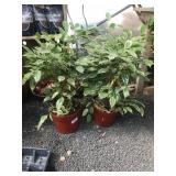 (2) Small Ficus Trees-Indoors