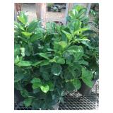 (5) 5 Gallon English Laurel Hedge Plants