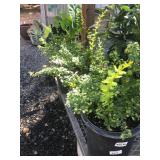 (3) 5 Gallon Berberis Aurea (Yellow Leafed Barberr