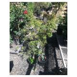 (3) Random 3 Gallon Japanese Maples