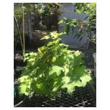 One Rare Chartruese Dwarf Oak Leaf Hydrangea