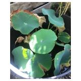 Pond Lotus in 5 Gallon Pot #1