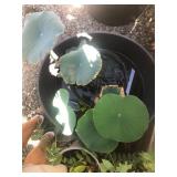 Pond Lotus in 5 Gallon Pot #2