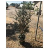 Azara Upright Evergreen Shade Shrub