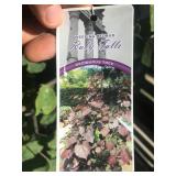 5 Gallon Ruby Falls Dark Leaf Weeping Red Bud with