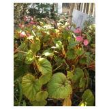 16 Quart Sized Begonia Grandis Deciduous Perennial