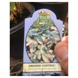 (10) One Gallon Hottuynia Spreading Plant