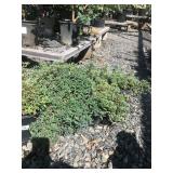 (7) One Gallon Lithadora Groundcovers