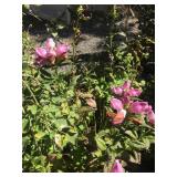 (17) Mixed Rarer Shade Perennials