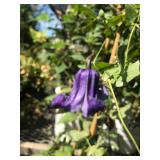 (1) Five Gallon Unusual Clematis Vine