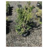 Group of (5) Luma Hedge Shrubs in 3 Gallons (Edibl