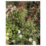Pallet of Assorted Pollinator/Perennials (24) Plan