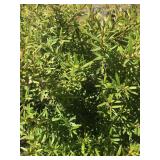 (3) Five Gallon Grevillea Poorinda Leanne Evergree