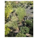 (5) 5 Gallon Pink Flamingo Muhlenbergia Perennial