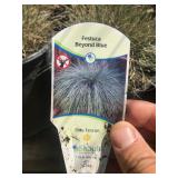 (11) One Gallon Blue Fesuce Grasses