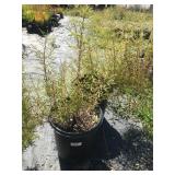 (2) Five Gallon Copper Canyon Daisy Aromatic Peren