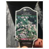 (3) Five Gallon Cistus Skanbergii Rockrose