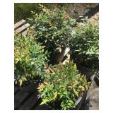 (4) Gulf Stream Dwarf Nandina Evergreen Shrubs in