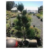 Topiary 5 Gallon Juniper