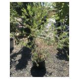7 Gallon B-Grade Pink Bottlebrush