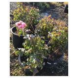 (5) Five Gallon "Rhapsody in Pink" Crape Myrtle Sh