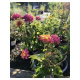 (9) Assorted Lantana - Mostly 2 Gallon