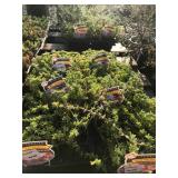 Approximately (14) Six Packs of Ice Plants