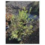 (2) Five Gallon Howard McMinn Manzanita