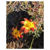 (8) One Gallon Bidens