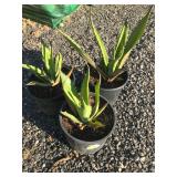 (3) Three Gallon Agaves- Variety that gets huge!