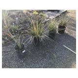 (4) Larger Xeriscape Flowering Evergreens