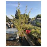 15 Gallon Alphonse Karr Non-spreading Bamboo