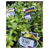 (13) Vinca Minor Six Packs
