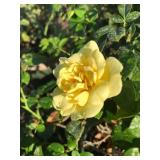 (5) Assorted Colors Carpet Roses