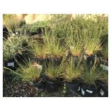 Perennial Grass- Pennisetum ‘Hamelin