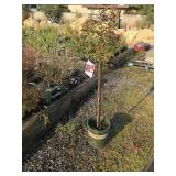 Dwarf Crape Myrtle Patio Tree