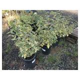 5 Gallon Eleagnus ‘Gilt Edge
