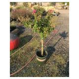 Dwarf Crape Myrtle Patio Tree