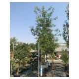25 Gallon Sawtooth Oak