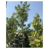 25 Gallon Autumn Blaze Maple