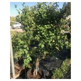 Large Ten Gal Peaches n Cream Vining Honeysuckle