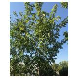 Another Large Autumn Blaze 25 Gallon Shade Tree Ma