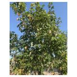 Large Autumn Blaze 25 Gallon Shade Tree Maple